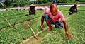 মানিকগঞ্জে শীতকালীন সবজির বীজতলা তৈরিতে ব্যস্ত চাষিরা