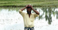 ভোলায় আমনের ব্যাপক ক্ষতি, কৃষকের মাথায় হাত