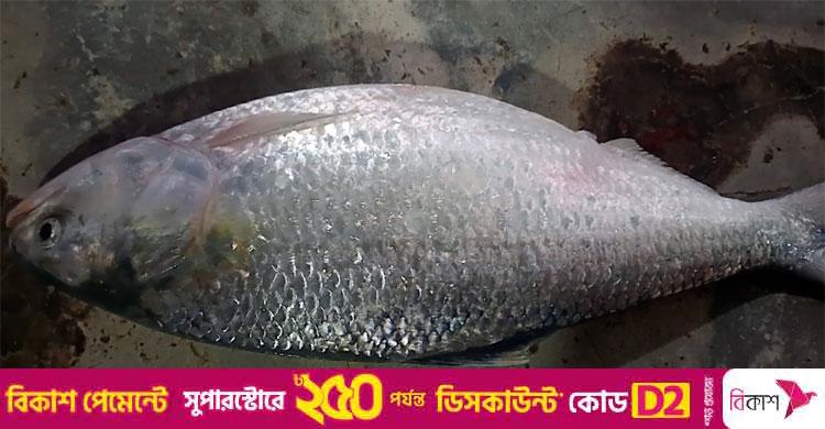 জেলের জালে উঠে এলো ২ কেজির ইলিশ