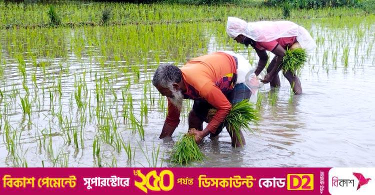 মিরসরাইয়ে জমিতে আমন চাষে ব্যস্ত কৃষকেরা
