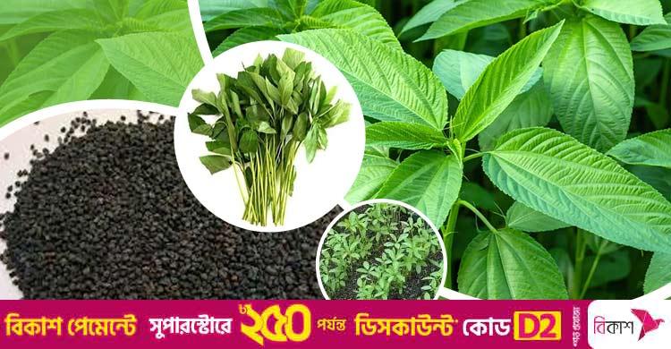 আধুনিক পাট বীজ উৎপাদন পদ্ধতি