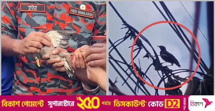 বৈদ্যুতিক তারে আটকা পড়া শালিক উদ্ধার করলো ফায়ার সার্ভিস