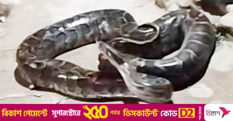 ১২ ফুট লম্বা অজগর ধরে বাড়ি নিয়ে গেলেন যুবক