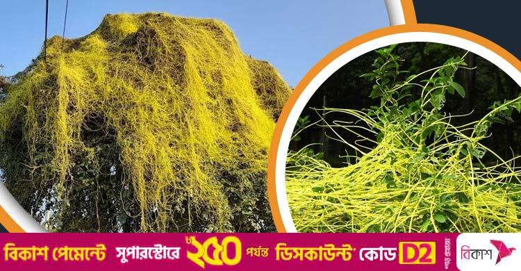 হারিয়ে যাচ্ছে ওষুধি গুণে ভরপুর স্বর্ণলতা