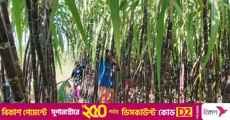 শিবপুরে আখ চাষে দ্বিগুণ লাভ, কৃষকের মুখে হাসি