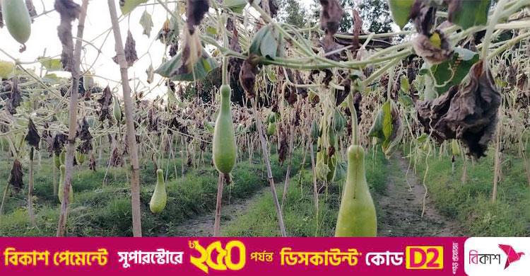 রাতের আঁধারে কৃষকের ৪০০ লাউ গাছ কেটে দিলো দুর্বৃত্তরা