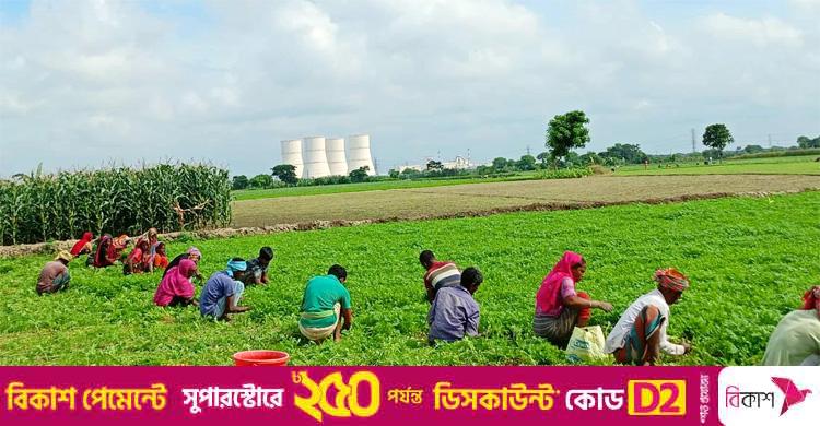 পদ্মার চরে প্রতিদিন অর্ধকোটি টাকার ধনেপাতা বেচাকেনা