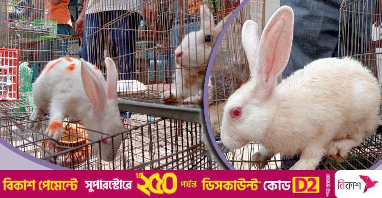 খরগোশের খাঁচায় স্বপ্ন, চাকরির পাশাপাশি বাড়তি আয়