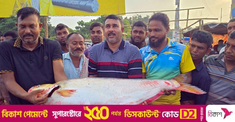 পদ্মার এক ঢাই মাছ ১ লাখ ৪ হাজারে বিক্রি