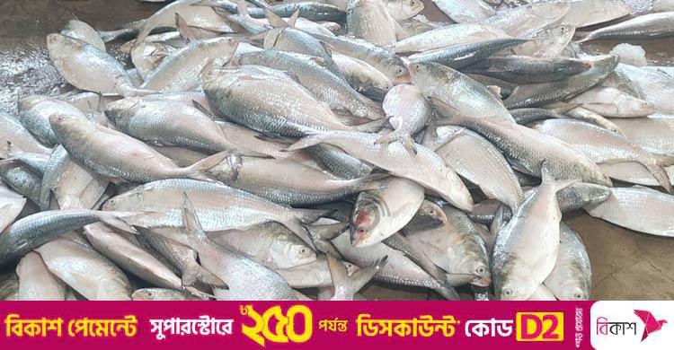 প্রতিবেশী ভারতের অনুরোধ আর ১২০০ টন ইলিশ