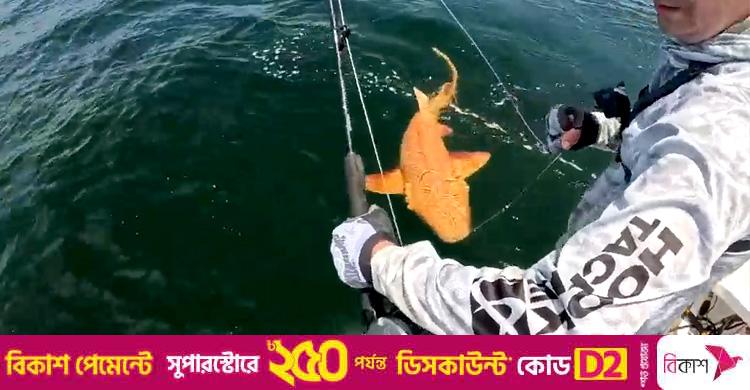 বিশ্বে প্রথমবার দেখা গেলো বিরল সোনালি হাঙর