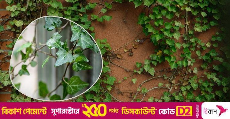 আইভি গাছ উপকারী নাকি অপকারী