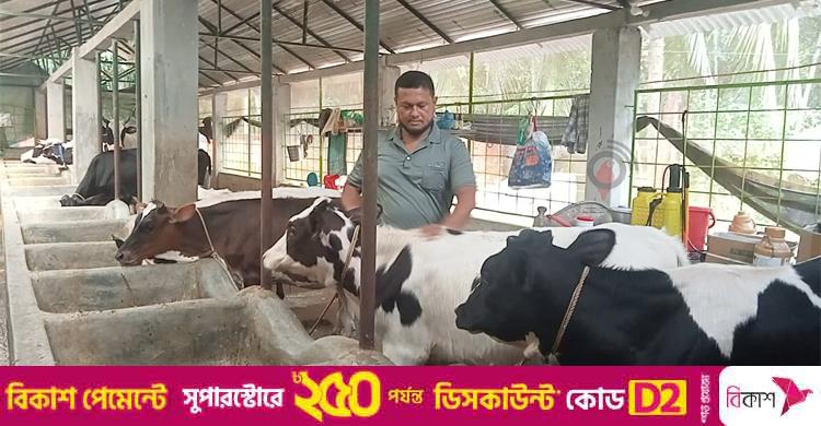 ২ গাভি দিয়ে শুরু / দিনে শতাধিক লিটার দুধ পান ২২ গরুর মালিক