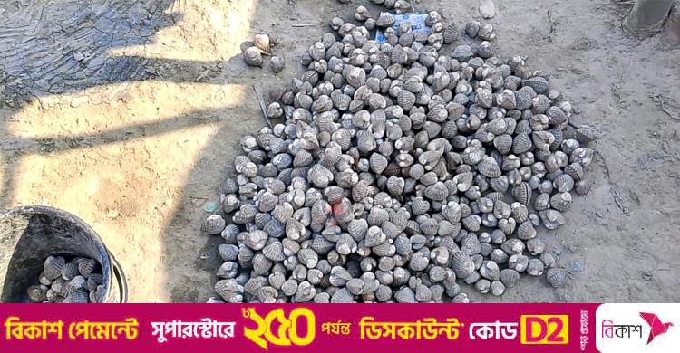 সুন্দরবনে বিষ চক্রের নতুন ফাঁদ শামুক পাচার
