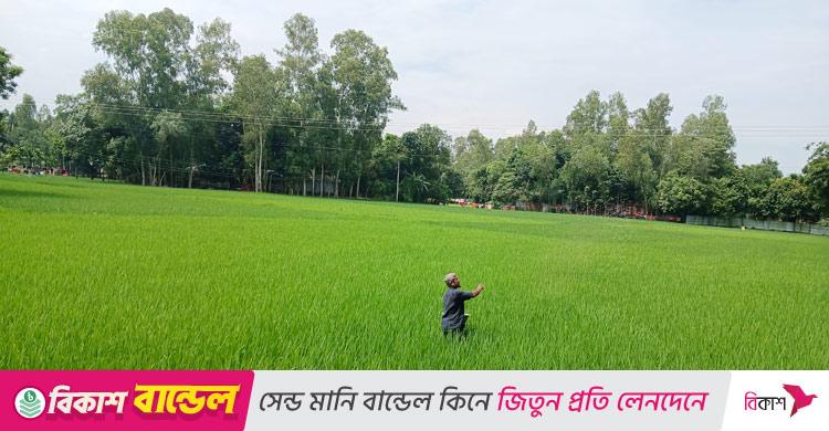 কুড়িগ্রামে সার সংকটে দিশেহারা আমনচাষিরা