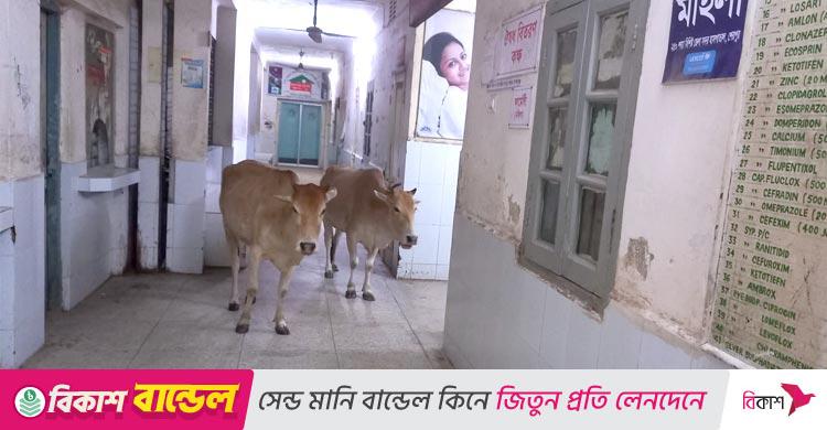 ওষুধ বিতরণ কক্ষের সামনে গরু / হাসপাতালের তত্ত্বাবধায়ক বললেন ‘গরু পাহারা দেওয়ার দায়িত্ব আমার না’