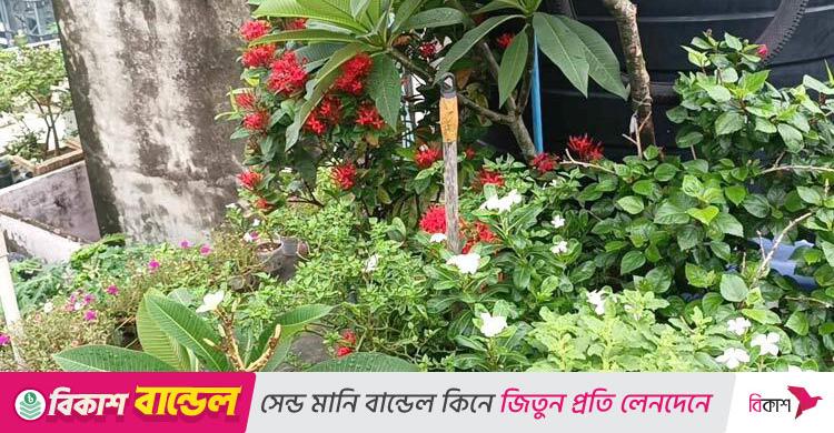ছাদ বাগান কি ওজোন স্তর সুরক্ষা করতে পারে?