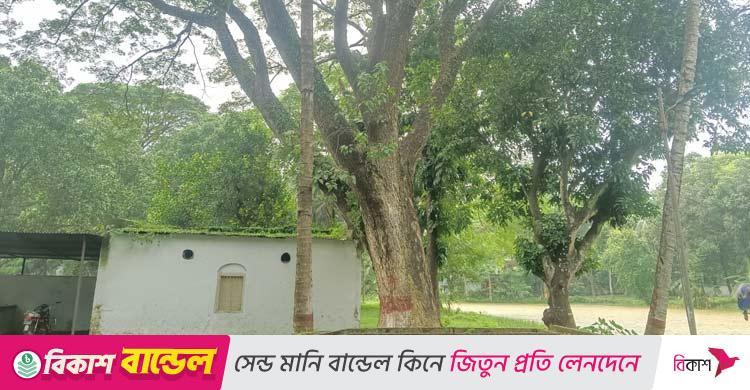 রাজশাহী / সার্কিট হাউজের অর্ধশত গাছ কেটে নতুন ভবন নির্মাণের উদ্যোগ