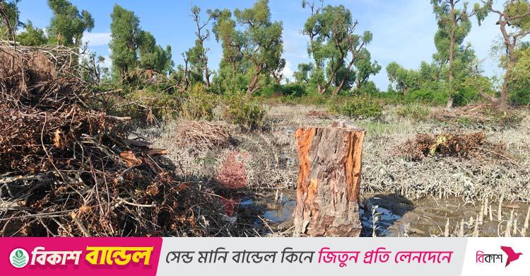 উজাড় বনের গাছ, হুমকিতে কুয়াকাটা উপকূল