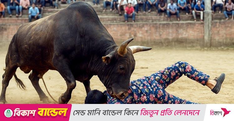ষাঁড়ের লড়াই দেখতে এসে প্রাণ গেলো যুবকের