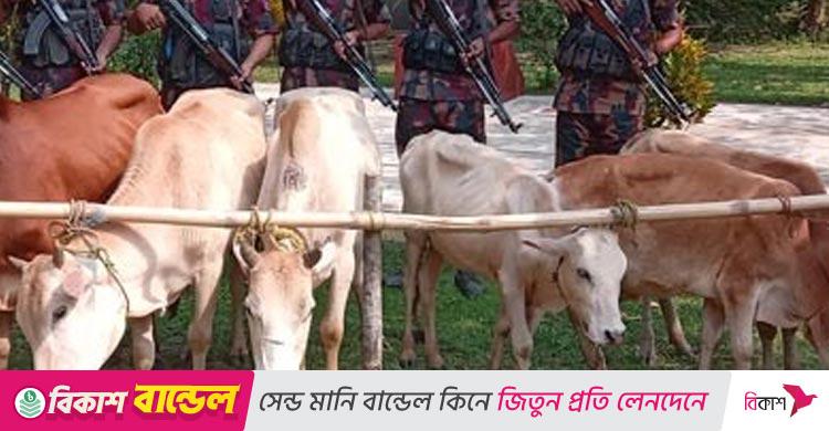 সুনামগঞ্জ সীমান্ত থেকে ১৪ ভারতীয় গরু উদ্ধার করেছে বিজিবি