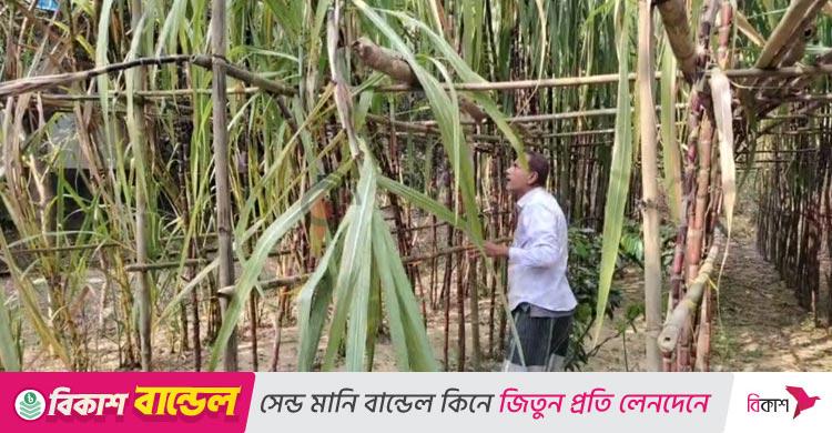 ফিলিপাইনের আখ চাষে সফল কালীগঞ্জের মাসুদ