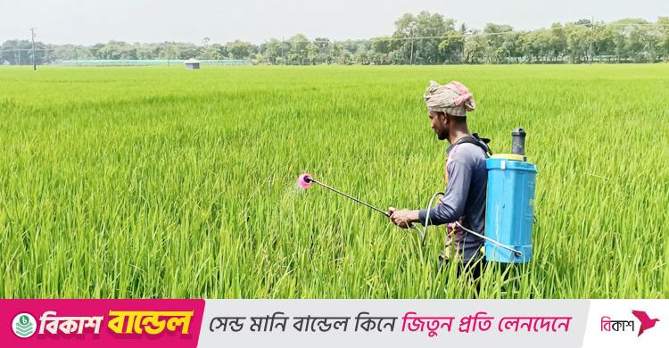 ঝিনাইদহে রোপা আমন ক্ষেতে পচন সংক্রমণ, দিশাহারা কৃষক