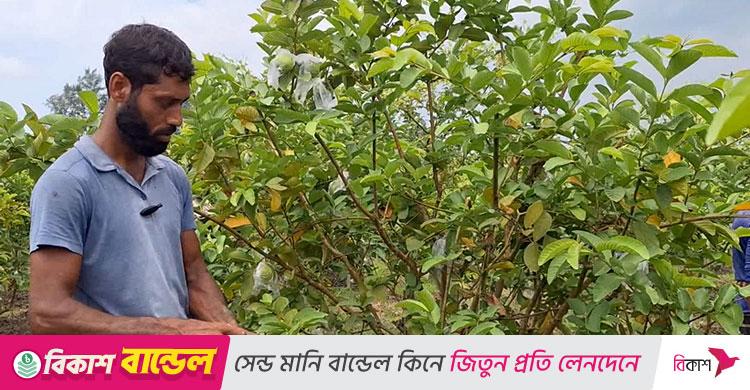 ফেনীর পতিত জমিতে পেয়ারা চাষে অপার সম্ভাবনা