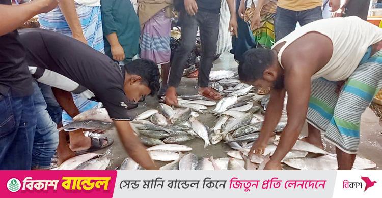 চাঁদপুরে কেজিতে ২০০ টাকা পর্যন্ত বেড়েছে ইলিশের দাম