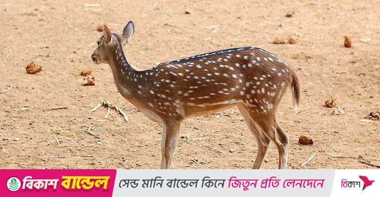 বাঘের তাড়া খেয়ে নদী সাঁতরে লোকালয়ে দুই হরিণ