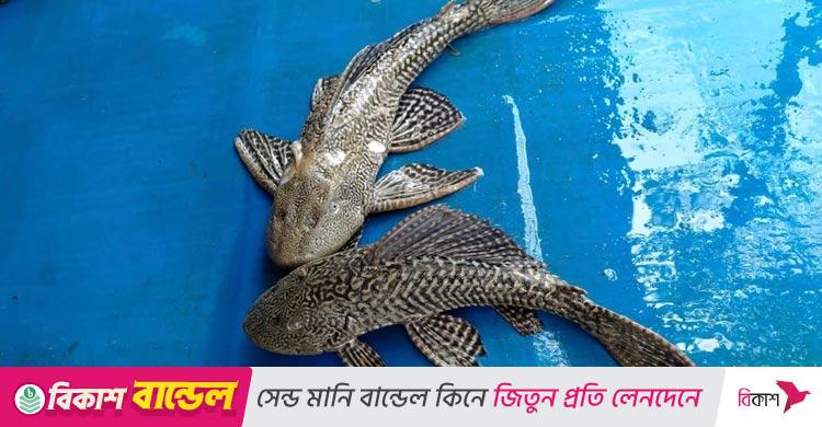 ময়মনসিংহে বিক্রি বেড়েছে নিষিদ্ধ সাকার ফিশের