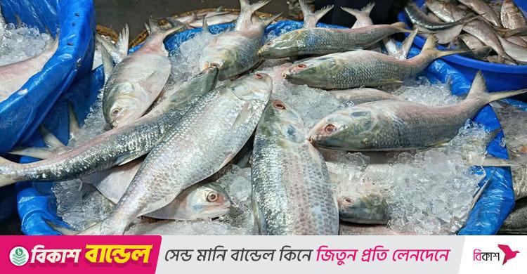 ইলিশের ওজন অনুযায়ী দাম নির্ধারণের সুপারিশ