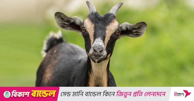 নিজের আকিকা নিজে দেওয়া যাবে কি?