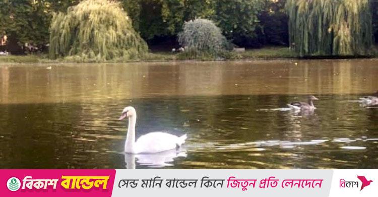 ব্রিটেনে অভিবাসীদের বিরুদ্ধে রাজার হাঁস খাওয়ার অভিযোগ