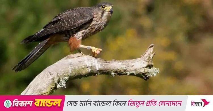 নিউজিল্যান্ডে ‘বার্ড অব দ্য ইয়ার’ খেতাব পেলো বাজপাখি
