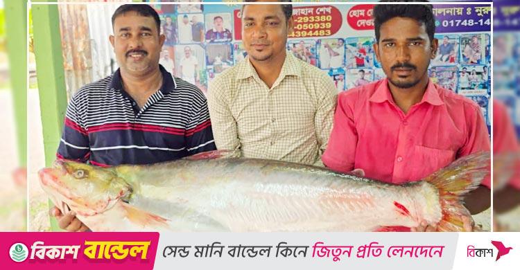 দৌলত‌দিয়ায় ৪৬ হাজারে বি‌ক্রি হলো এক ঢাই মা‌ছ