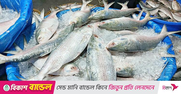 ৪ বছরের ব্যবধানে ইলিশ উৎপাদন কমেছে ৯ শতাংশ