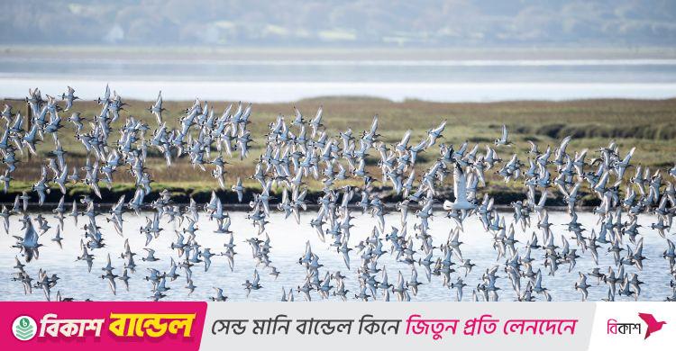 বিলুপ্ত হয়ে যাচ্ছে প্রকৃতির অলংকার