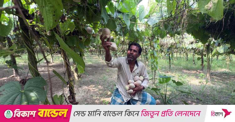 পাকুন্দিয়ায় গাছ আলু চাষে বদলাচ্ছে কৃষকের জীবন