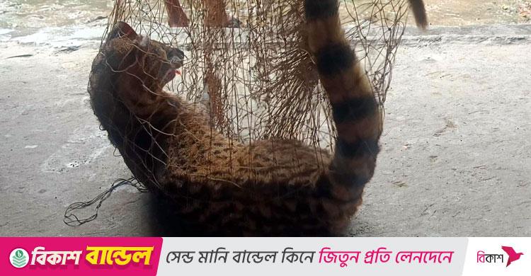 কৃষকের জালে গন্ধগোকুল, অবমুক্ত করলো পরিবেশকর্মীরা