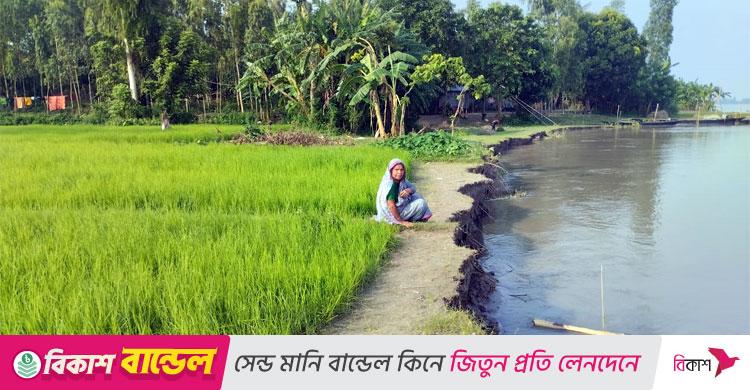 গাইবান্ধা / একমাসেই ব্রহ্মপুত্রে বিলীন বসতবাড়িসহ ৫০ বিঘা জমি