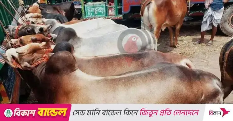 গবাদিপশুর অ্যানথ্রাক্স যখন মানবদেহে, করণীয় কী?