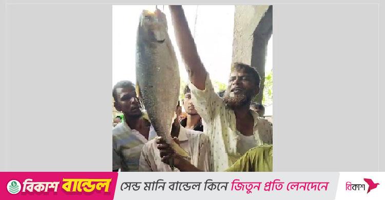 সাড়ে ৩ কেজির ইলিশ নিলামে ১০ হাজার টাকায় বিক্রি