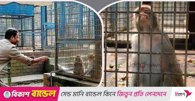 বিশ্ব প্রাণী দিবস / চিড়িয়াখানায় প্রাণীর কষ্টে আমরা কবে সচেতন হবো?