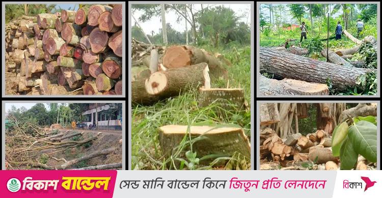 বিপদাপন্ন গাছ কাটলে লাখ টাকা জরিমানা