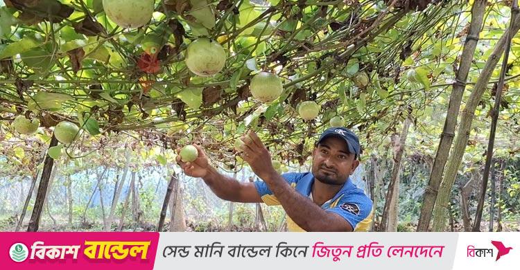 আনারকলি ফল চাষে সফল ঝিনাইদহের স্টালিন