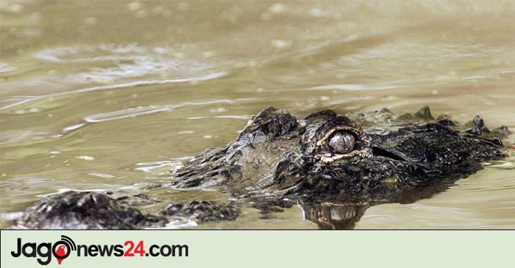 কুমির টেনে নিয়ে গেলো নারীকে