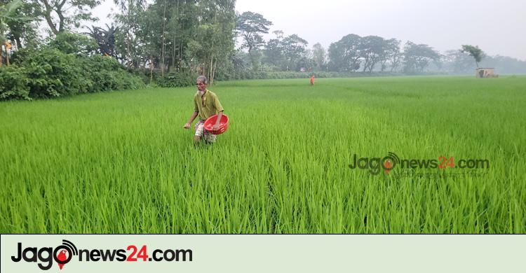 ডিলারের কবজায় কৃষকের সার