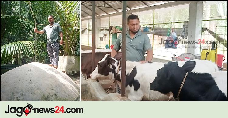 রেজাউলের দুগ্ধ খামারের বায়োগ্যাসে চলে রান্নার কাজ