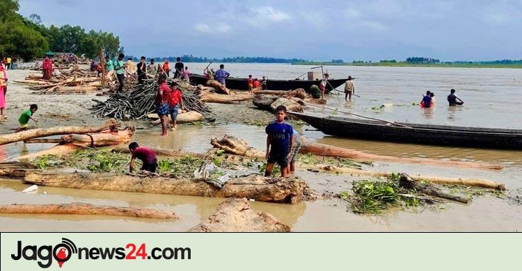 ‘লাল চন্দন’ ভেবে ভারত থেকে ভেসে আসা গাছের গুঁড়ি বিক্রির ধুম